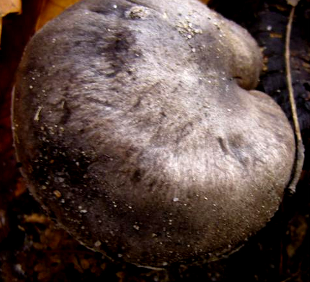 Tricholoma sp.